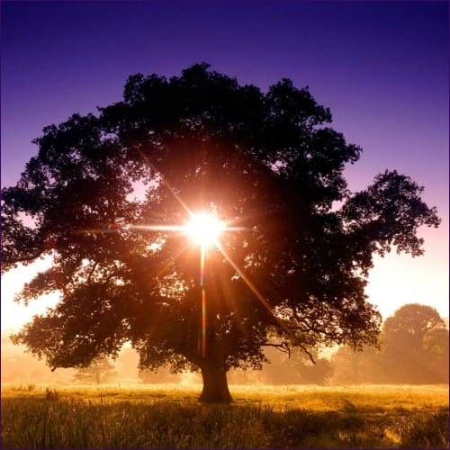 Discernment Flush Empowerment Reiki - Prismatic Flower Essences