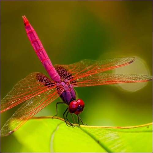 Dragonfly Vibration Harmony Reiki - Prismatic Flower Essences