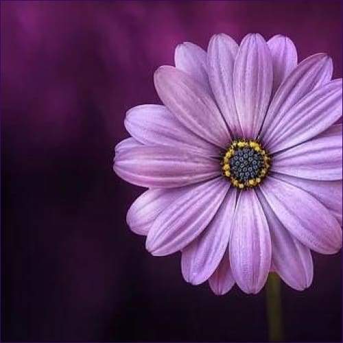 Goddess Nu Wa - Prismatic Flower Essences