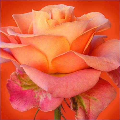 You Are Love Activation – A Prayer to Archangel Raphael for Divine Self-Love - Prismatic Flower Essences