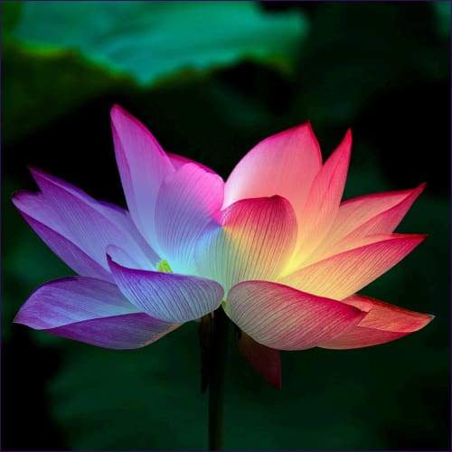 Reiki Chakras and Their Meanings – Chakra Flush for Energy Cleansing - Prismatic Flower Essences